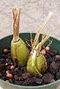 Odd ball propagation-zygo-bulb-top-growth-070405-047-jpg