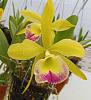 Cattleya Suggestions: Compact Growth / Large Flowers-20210712_150548-2-jpg