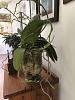Repotting an Orchid-unnamed-5-jpg