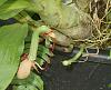 Shotgun hybridizing Catasetinae-dsc00164-hybrid-catasetum-seed-pods-unmarked-share-jpg