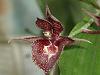 Shotgun hybridizing Catasetinae-dsc00166-catasetum-lata-laxman-unmarked-share-jpg