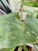 Unsettling leaf spots on many orchids.-df076a88-4e8c-4464-b815-acca8446b44f-jpg