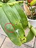 Unsettling leaf spots on many orchids.-ea7c50dd-799d-47cd-a524-d9ded4d0a143-jpg