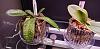 I just purchased a phalaenopsis schilleriana with 2 keikis. Help!-20211008_110442-jpg
