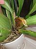 Rotting pseudobulb on Dendrobium - what to do?-cattleya-pseudobulb-2-jpg