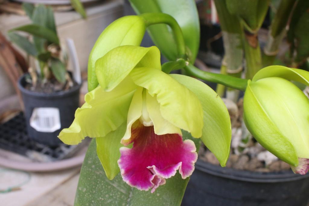 Rlc. Memoria Helen Brown 'Sweet Afton'-rlc-memoria-helen-brown-sweet-afton_1_30-oct2021-jpg