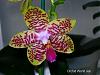 Phal. Orchid World 'Joe'-joe-jpg