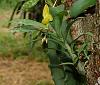 Orchids around the Yard.-dsc00549-galeandra-seedling-getting-ready-bloom-unmarked-share-jpg