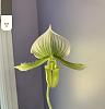 Paph bloom discoloration-4ddcd5fc-478b-49e0-a080-fdf2464db5d3-jpg