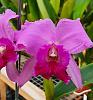 Cattleya labiata rubra-labiata-rubra-07dec21-2-jpg