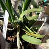 Angraecum didieri leaves yellowing and falling (6th in 2 months)-0df0a452-eb21-457d-82d7-2812f5aa6e52-jpg