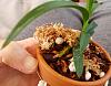 Why is my Neofinetia Fugaku losing its variegation?-20211220_115344-jpg