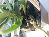 Angraecum didieri leaves yellowing and falling (6th in 2 months)-dde598ab-5a93-410f-92ad-3354dbcaf8c7-jpg