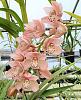 Cymbidium Sprinkles-cym-sprinkles-20211229_132227-2-jpg