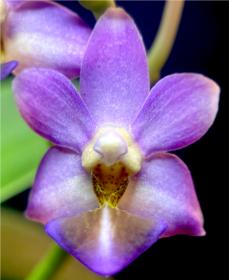 Phal. Evarise &quot;Blue Angel&quot;-canvas4-jpg