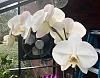 Phal bud blast mystery-phalaenopsis-white-dream-v3-am-aos-jpg