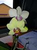Phalaenopsis Yaphon Cupid-img_20220105_113848-jpg