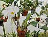 Cattleya trianae, fma alba 'Aranka Germanske' FCC/AOS-20220106_114002-2-jpg