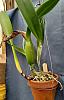 Watering orchids with vodka-growth-donna-kimura-20211211_121636-2-jpg