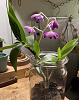 Just got a dendrobium division-img_4367-jpg