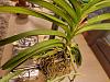 Need help with rescued Vanda (yellowing leaves, poor roots, watering)-pre-basket-wrinkles-jpg