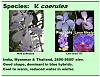 Vanda coerulea-coerulea-1-jpg