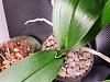 Neglected orchids for 3 weeks while on holiday-20220203_230329-jpg