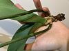 Help! Is my Phalaenopsis totally dead or there is chance to revive?-91c5857a-eec0-4ef0-bd81-a7cb5858ffc2-jpg