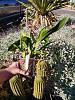 How long should I expect for my oncidiums to mature and bloom?-oncidium_sharry-baby_sweet-fragrance_20220210a_seca-jpg-jpg