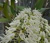Den. speciosum season!-den-speciosum-var-grandiflora-3-jpg