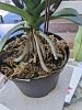 Advice needed on roots of new Phal potted in sphagnum-adbba2f7-5ea4-4278-ad93-f3ea30713409-jpg