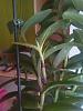 Epidendrum ibaguense new stems problem-273875140_1013726579576215_2784188838980562660_n-jpg