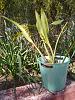 Flowering now at the castle-prosthechea_vespa_20220220ar_seca-jpg