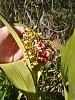 Flowering now at the castle-prosthechea_vespa_20220220br_seca-jpg