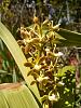 Flowering now at the castle-prosthechea_vespa_20220220dr_seca-jpg