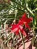 Flowering now at the castle-cattlianthe_naranja_en_flor_2022020cr_seca-jpg