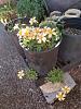 Flowering now at the castle-oxalis_obtusa_soft_orange_20220220r_seca-jpg