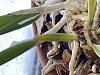 Brassavola Nodosa - is this Insect damage, eggs?-pic-2-jpg
