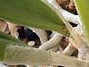 Brassavola Nodosa - is this Insect damage, eggs?-pic-3-jpg