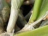 Brassavola Nodosa - is this Insect damage, eggs?-pic-4-jpg