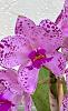 Cattleya amethystoglossa-7cea3a3b-58a6-4794-831d-f799790b7ad5-jpg