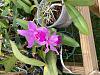 Cattleya amethystoglossa-8c9b6925-081c-4d0f-8acd-6dde75fb2ab9-jpg