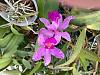 Cattleya amethystoglossa-019a6f2c-482f-4bf3-a47f-bbc31b6defc4-jpg