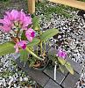 Cattleya amethystoglossa-b8a092c5-a4a0-4ee7-92db-fb3632a96afc-jpg