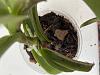 EPIDENDRUM with dying leaves but new roots-c18cc631-d921-420f-a5a1-76612bd8e2b8-jpg
