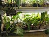 What are best Catasetums to grow in the home?-picture1-copy-jpg