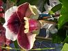 Chicago Botanic Garden Orchid Show-2-jpg