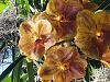 Chicago Botanic Garden Orchid Show-3-jpg