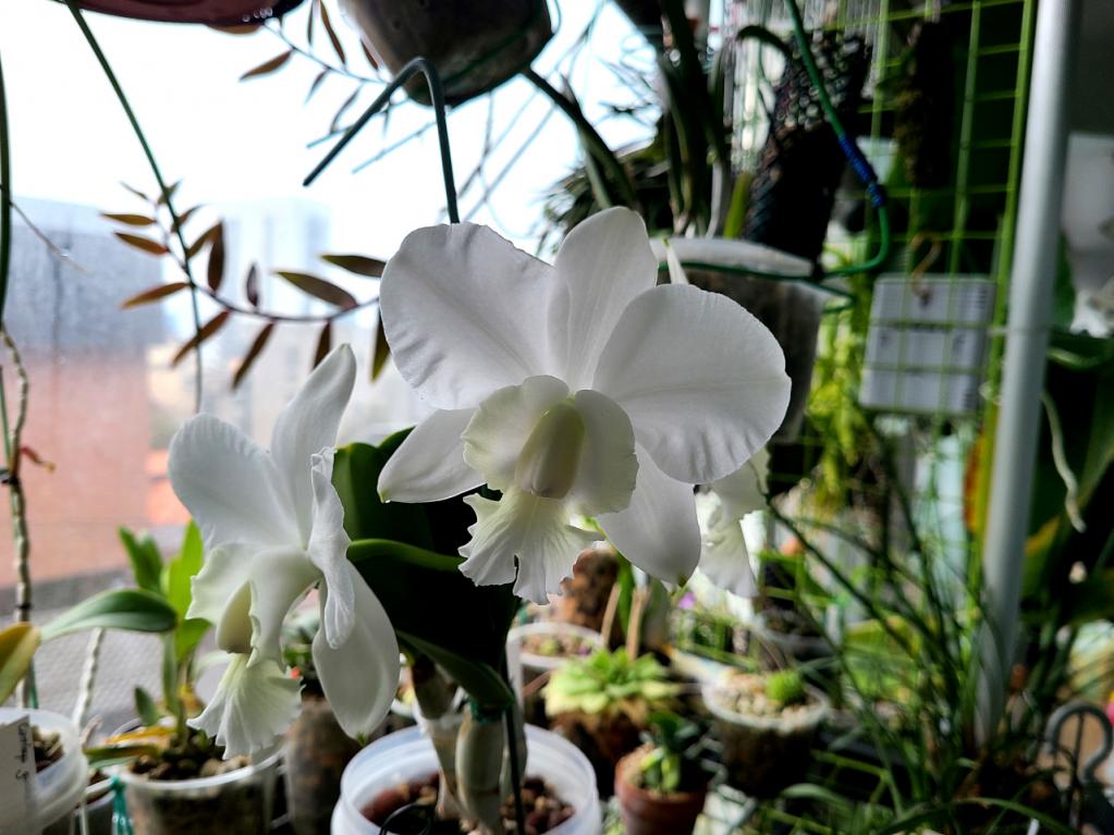 Cattleya x dolosa var. alba 'Gorgeous'-dolosa1-jpg