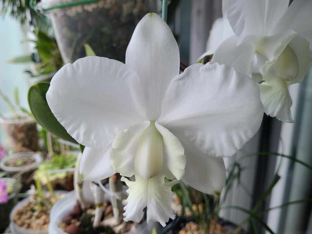 Cattleya x dolosa var. alba 'Gorgeous'-dolosa2-jpg